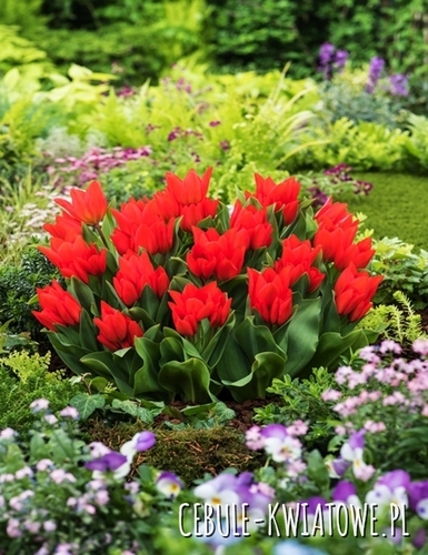 Tulipan Botaniczny Praestand Fusilier 5 szt.