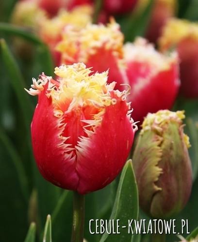 Tulipan 137 5 szt.