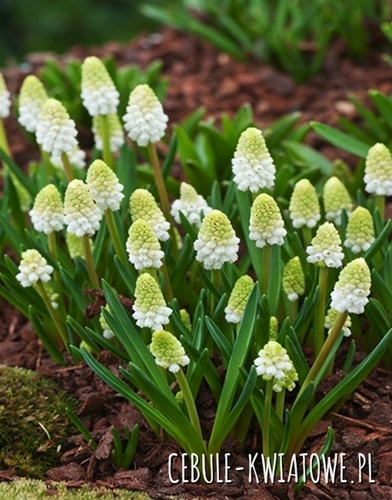 Muscari - Szafirek Alaska 10 szt.