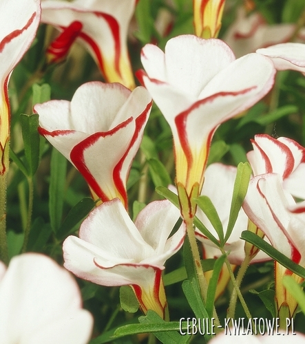 Oxalis Szczawik Versicolor 1 szt.