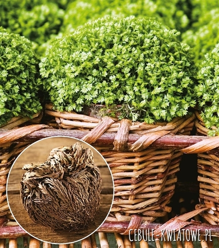 Selaginella Róża Jerychońska 1 szt.