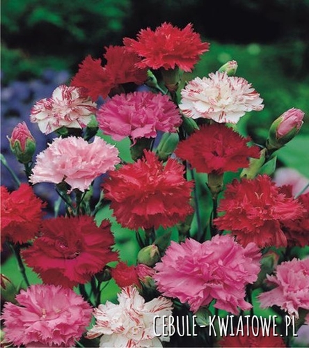 Dianthus Grenadine Hybrids Goździk Ogrodowy 1 szt.