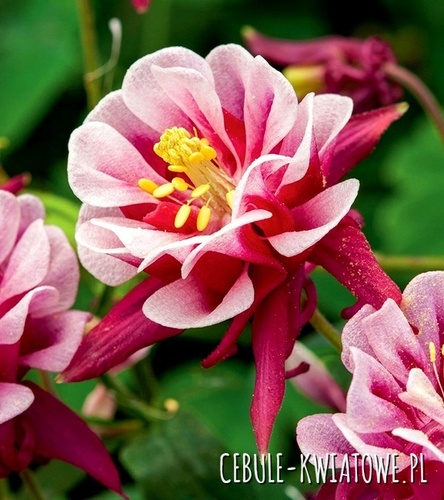 Aquilegia Orlik Winky Red White Double 1 szt.