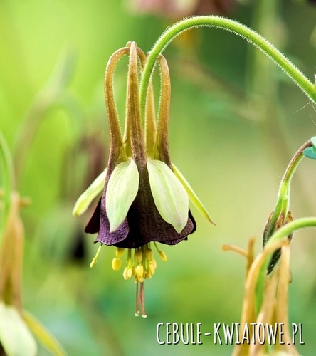 Aquilegia Orlik Chocolat Soldier 1 szt.