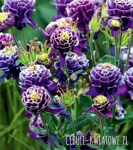 Aquilegia Orlik Christa Barlow 1 szt.