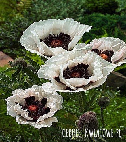 Papaver Orientale Mak Perry's White 1 szt.