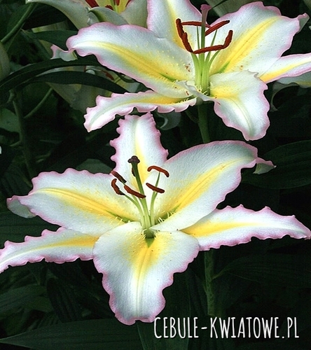 Lilia orientalna Primrose Hill 1 szt.