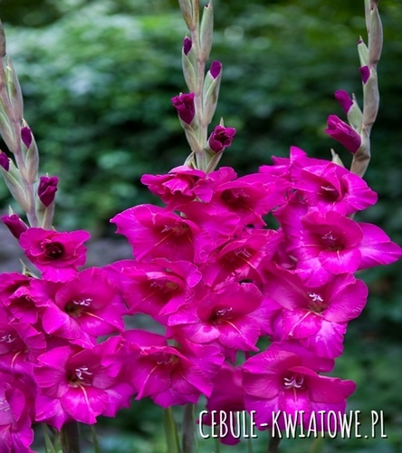 Gladiolus Mieczyk Wielkokwiatowy Kenia 5 szt.