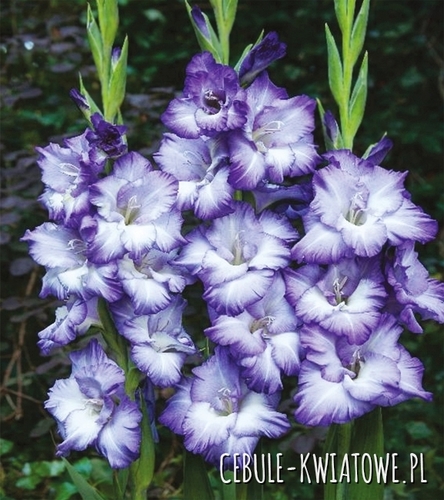 Gladiolus Mieczyk Wielkokwiatowy Blue Storm 5 szt.
