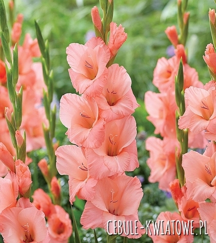 Gladiolus Mieczyk Wielkokwiatowy Fortarosa 5 szt.