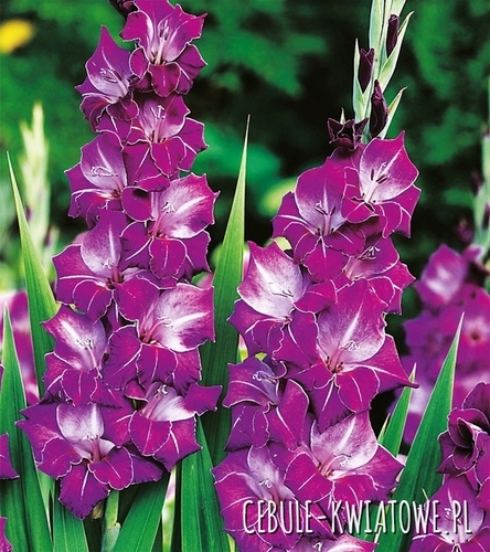 Gladiolus Mieczyk Wielkokwiatowy Chemistry 5 szt.