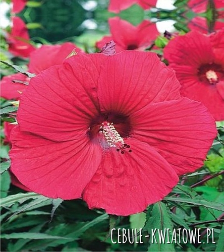Hibiscus Fireball 1 szt.