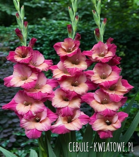 Gladiolus Mieczyk Wielkokwiatowy Apricot Bubblegum 5 szt.