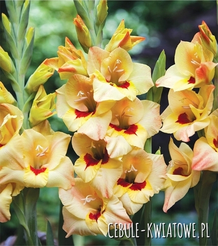 Gladiolus Mieczyk Wielkokwiatowy Louise 5 szt.
