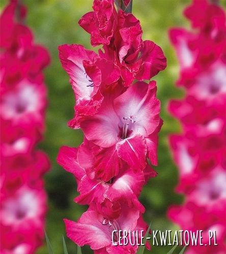 Gladiolus Mieczyk Wielkokwiatowy Evident 5 szt.
