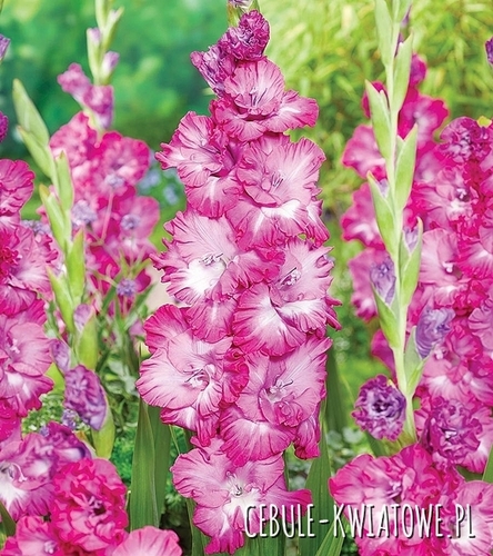 Gladiolus Mieczyk Wielkokwiatowy Nablus 5 szt.
