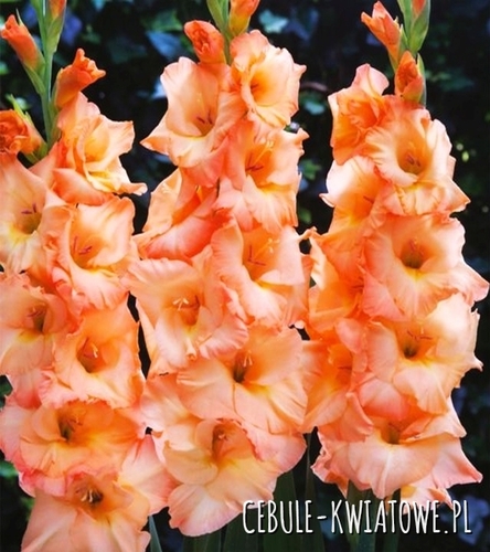 Gladiolus Mieczyk Wielkokwiatowy Donatella 5 szt.