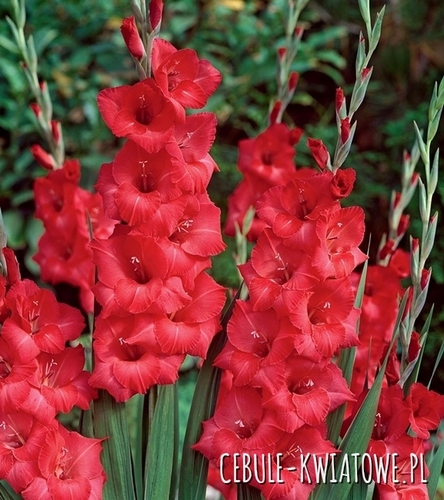 Gladiolus Mieczyk Wielkokwiatowy Rosiebee Red 5 szt.