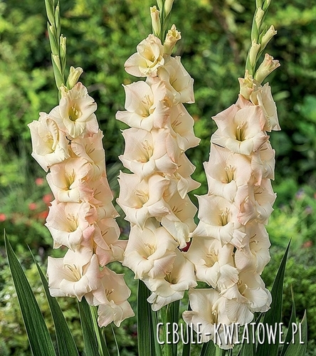 Gladiolus Mieczyk Wielkokwiatowy Ivory Perfection 5 szt.