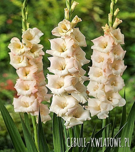 Gladiolus Mieczyk Kremowy 50 szt.