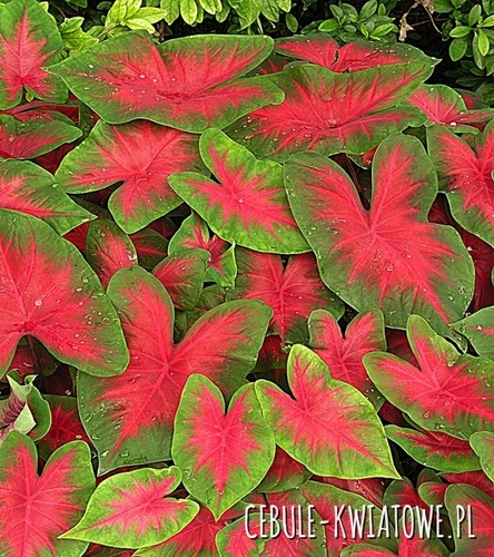 Caladium Kaladium Poecile Anglais 1 szt.