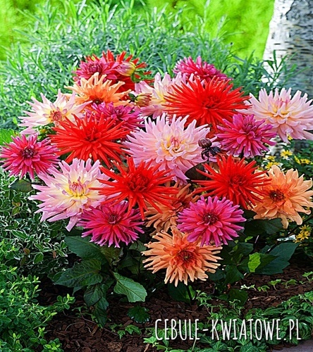 Dalia Cactus Mix 1 Szt.