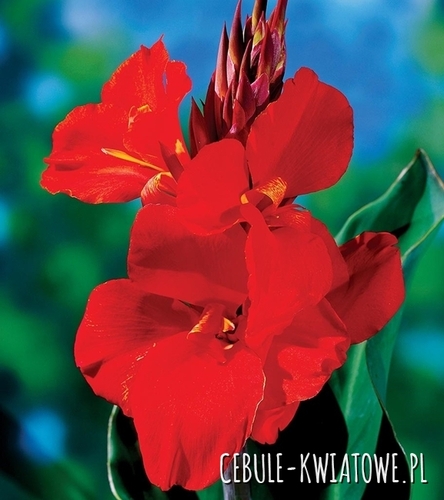 Canna Kanna Cherry Red 1 Szt.