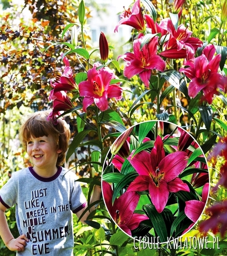 Lilia Drzewiasta Purple Prince 1 szt.