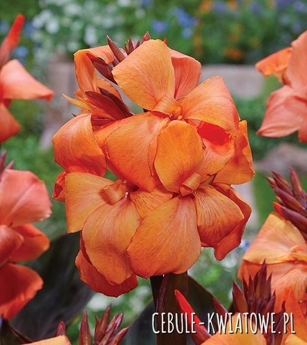 Canna Kanna Panache Black 1 Szt.