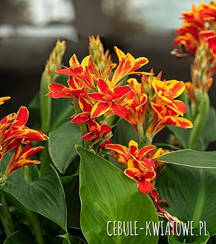 Canna Kanna Mandarin Orange 1 Szt.