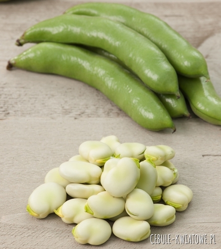 Bób Bonzo Vicia faba wczesny