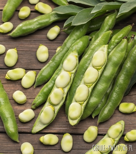 Bób Dragon duże nasiona b. wczesny