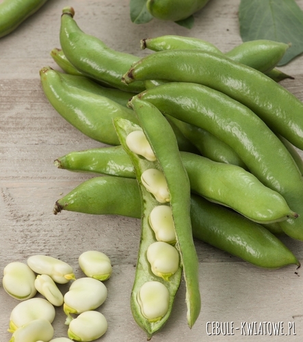 Bób Jankiel Biały śr. wczesny