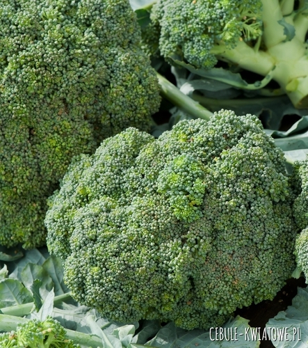 Brokuł Cezar śr. wczesny