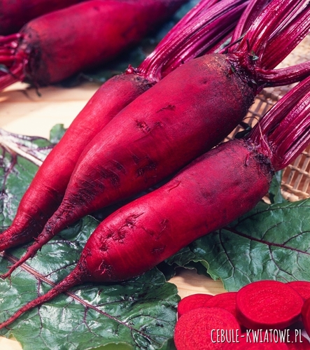 Burak Ćwikłowy Alexis cylindryczny późny