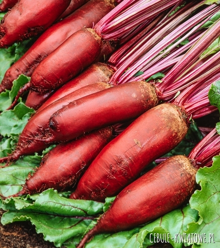 Burak Ćwikłowy Jednokiełkowy Monorubra późny