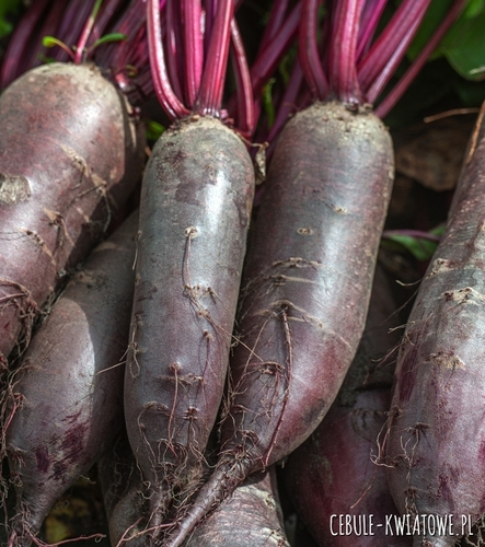 Burak Ćwikłowy Regulski Cylinder odporny na suszę