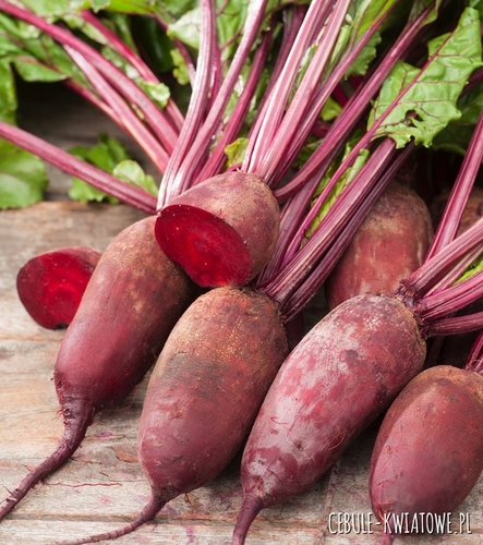 Burak Ćwikłowy Renova późny