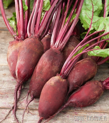 Burak Ćwikłowy Rywal cylindryczny wczesny