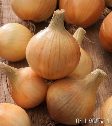 Cebula Rawska śr. wczesna kulista łagodna