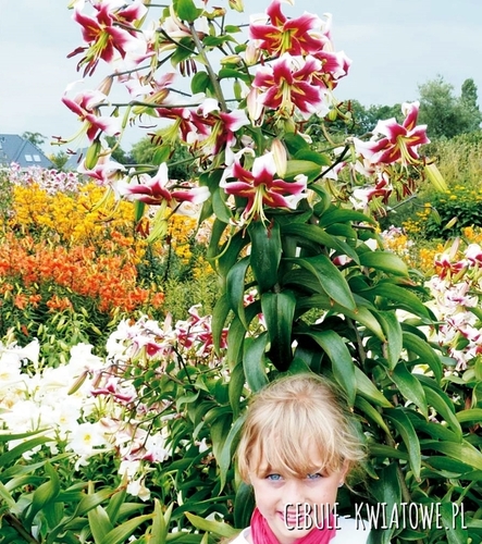 Lilia Drzewiasta Beverly Dreams 1 szt.