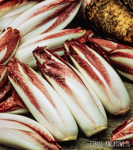 Cykoria Liściowa Rossa Di Treviso 2 Ośmiorniczka bordowe liście