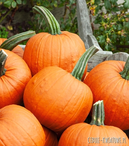 Dynia Olbrzymia Justynka F1 b. plenna mieszańcowa