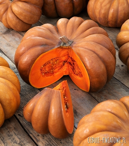 Dynia Piżmowa Muscade De Provence późna najsmaczniejsza