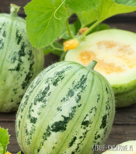 Dynia Zwyczajna Cukinia Di Nizza idealna do faszerowania wczesna