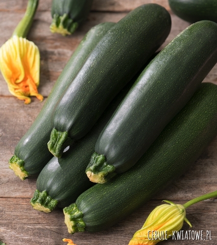 Dynia Zwyczajna Cukinia Terminator F1 mieszańcowa beta karoten