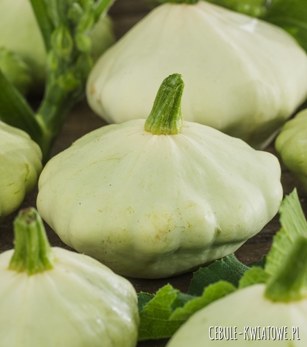 Dynia Zwyczajna Patison Polo F1 odporny plenny biały nie kumuluje metali ciężkich