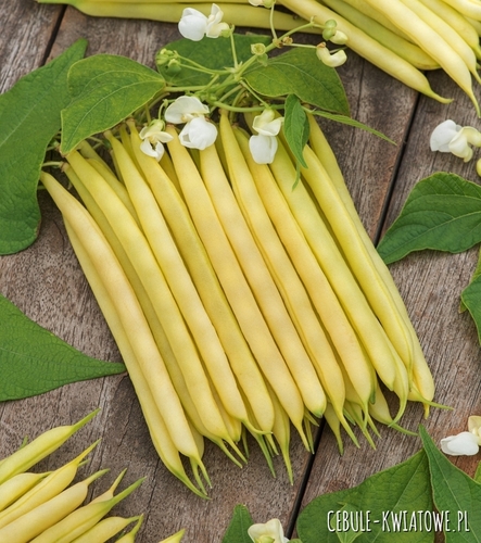 Fasola Szparagowa Żółta Karłowa Synergia śr. wczesna karłowa b. plenna