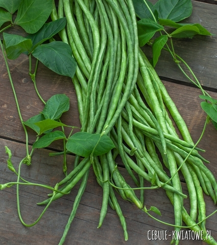 Fasolnik Chiński Warzywne Spaghetti bezwłókniste strąki