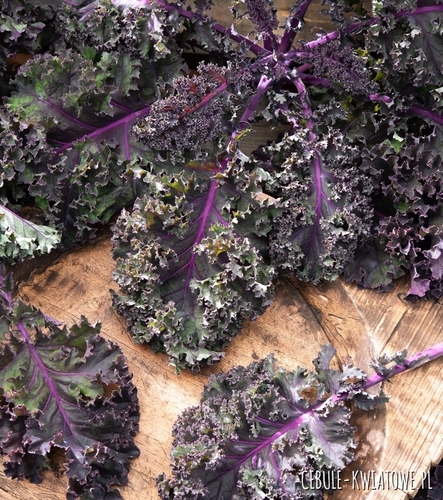 Jarmuż Czerwony Sympatic śr. późny ciemnofioletowy